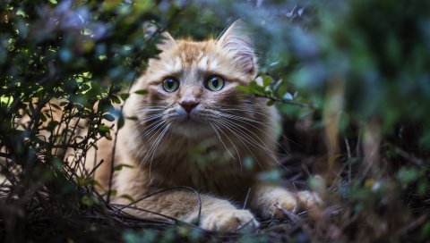 Кошка, листья, ветки, пушистые, красные