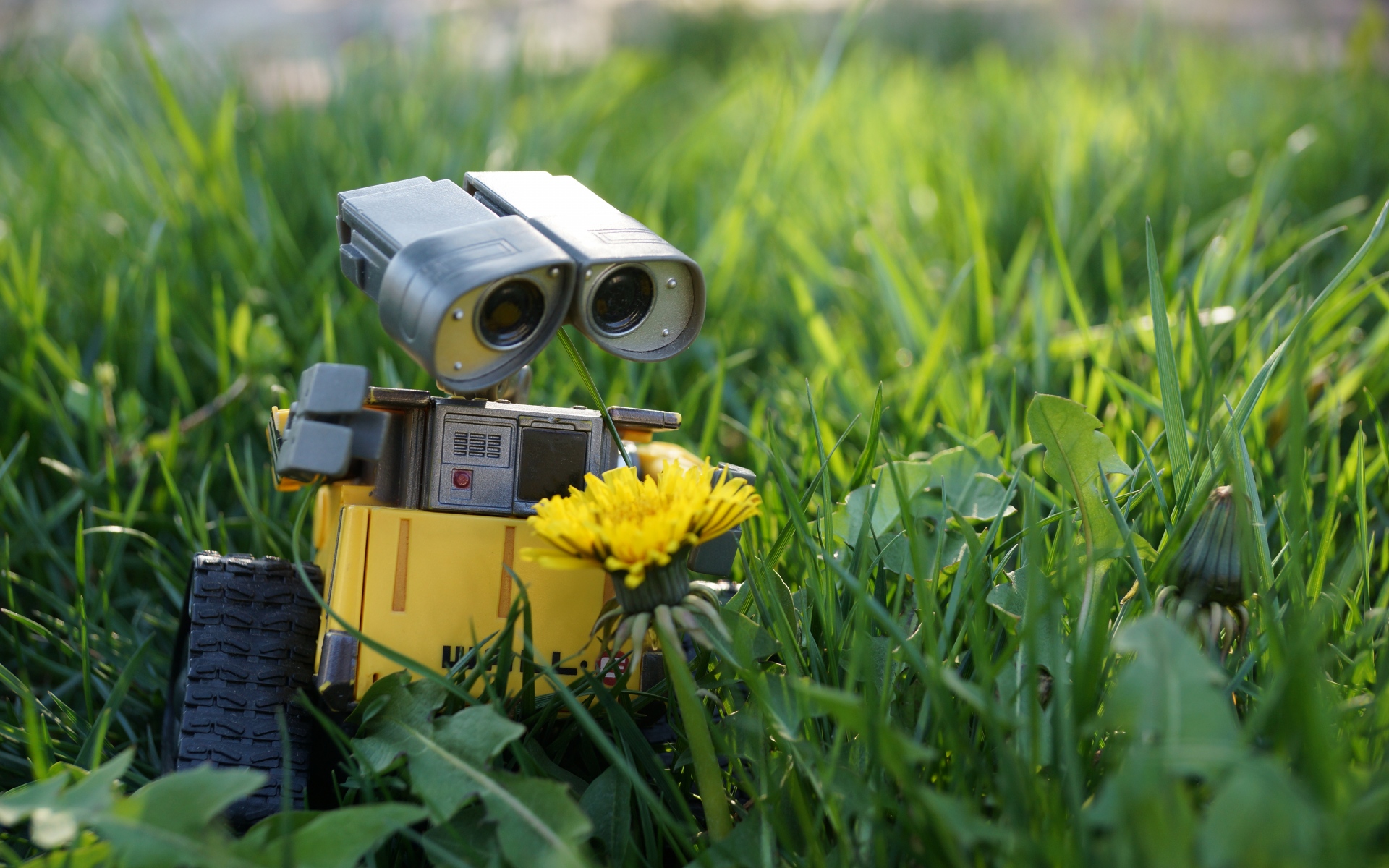 Картинки Wall-e, робот, трава, цветок фото и обои на рабочий стол
