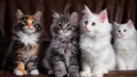 Котята, кошки, пушистые, красочные, милые