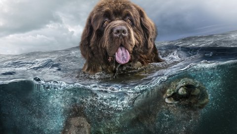 Собака, вода, язык, плавание, море