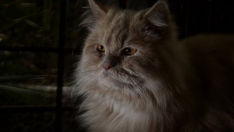 Кошка, пушистая, глаза, темные