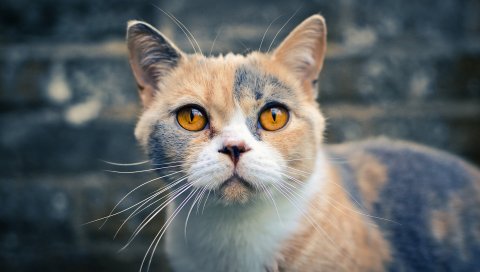 Британская короткошерстная кошка, взгляд, пятнистый