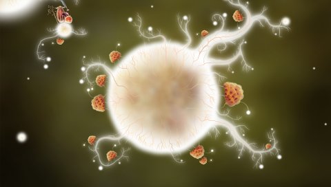 Botanicula, квесты, мухомор дизайн