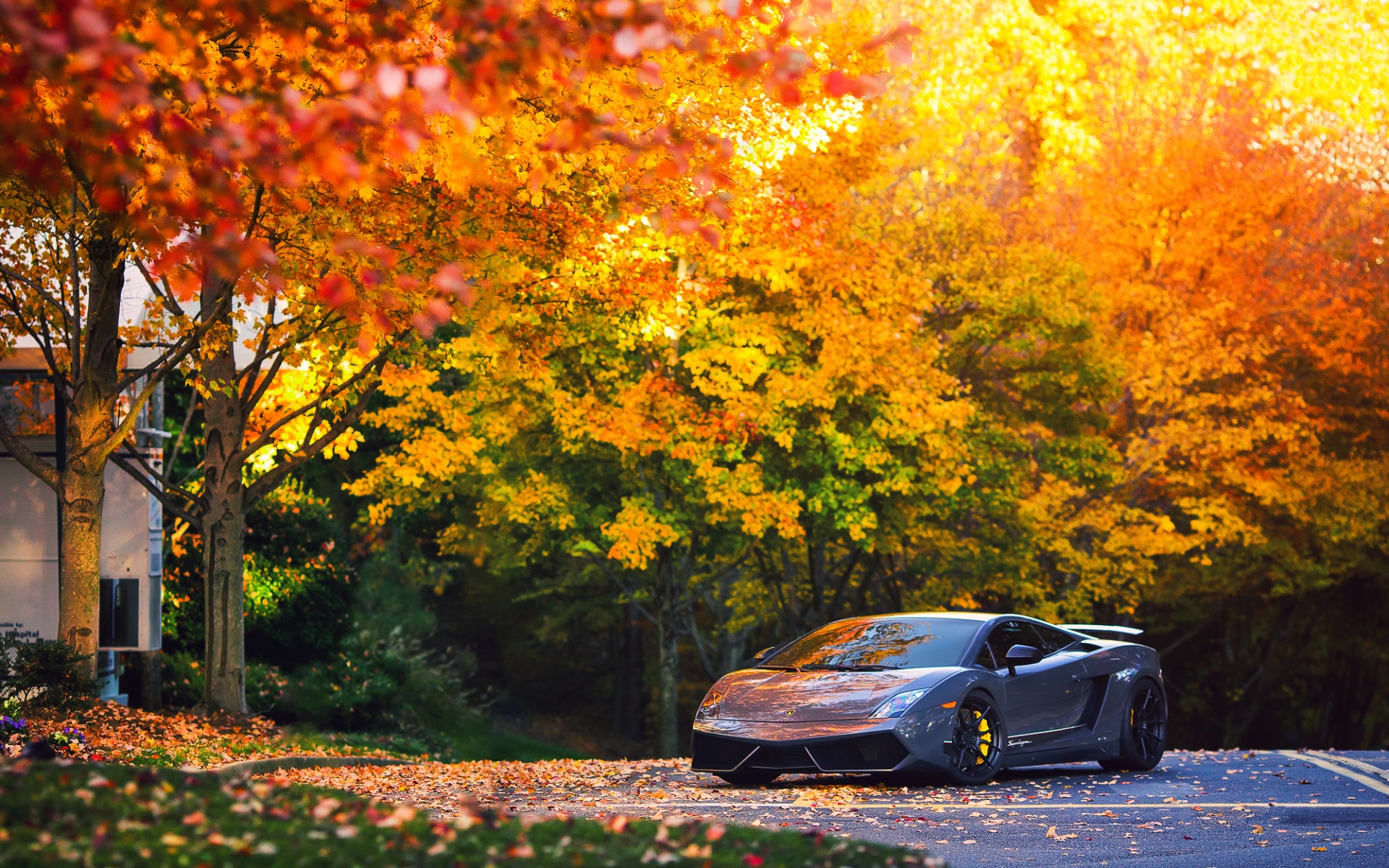 Картинки Lamborghini, осень, gallardo, superleggera, lp570 фото и обои на рабочий стол