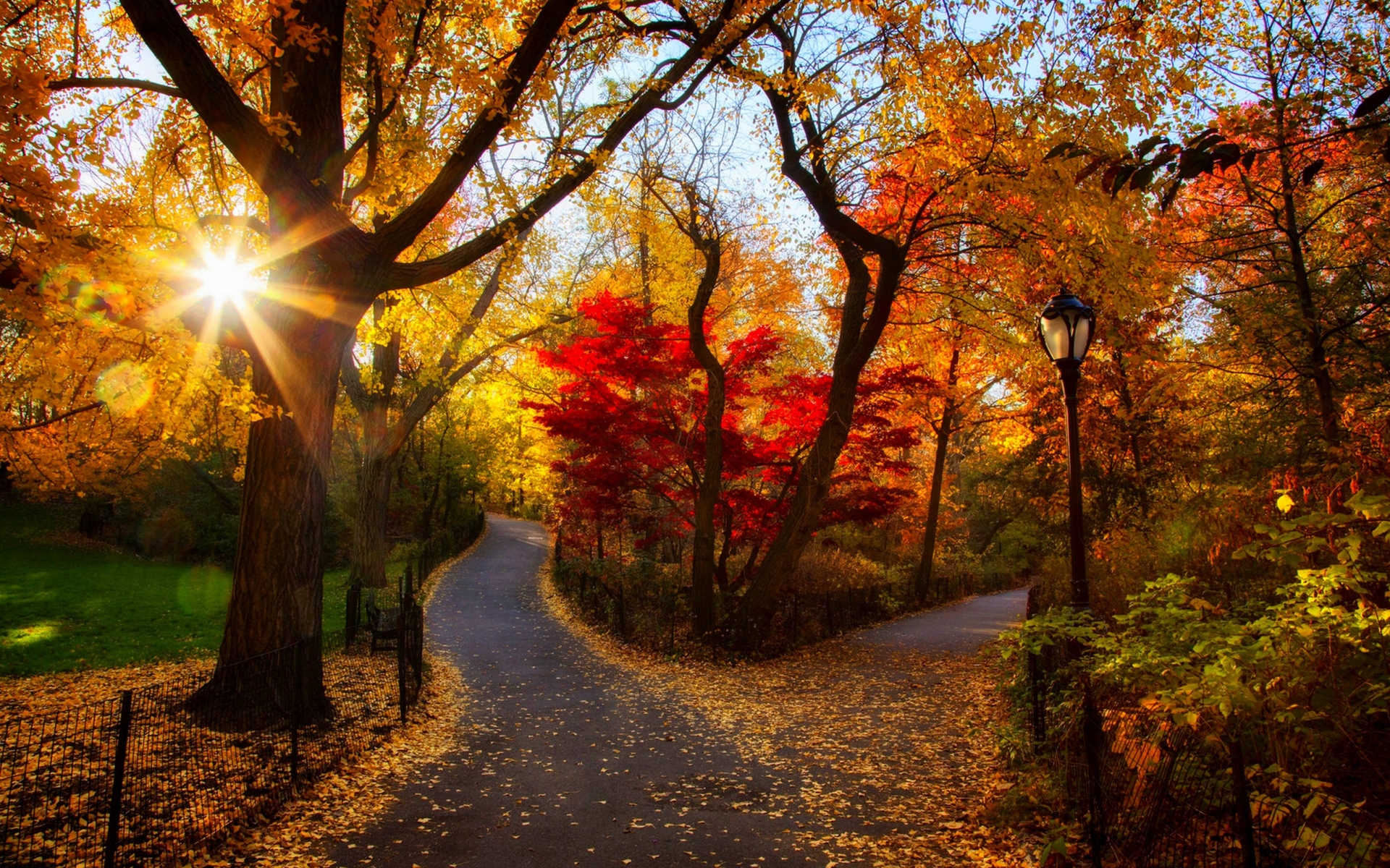 Картинки осень, парк, деревья, свет, утро, листва фото и обои на рабочий стол