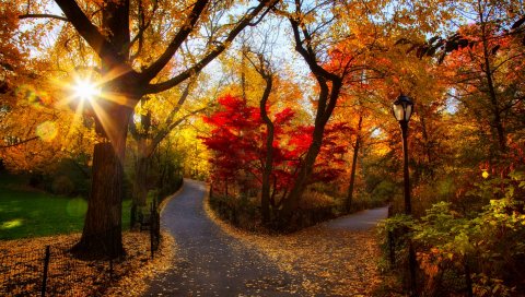 осень, парк, деревья, свет, утро, листва