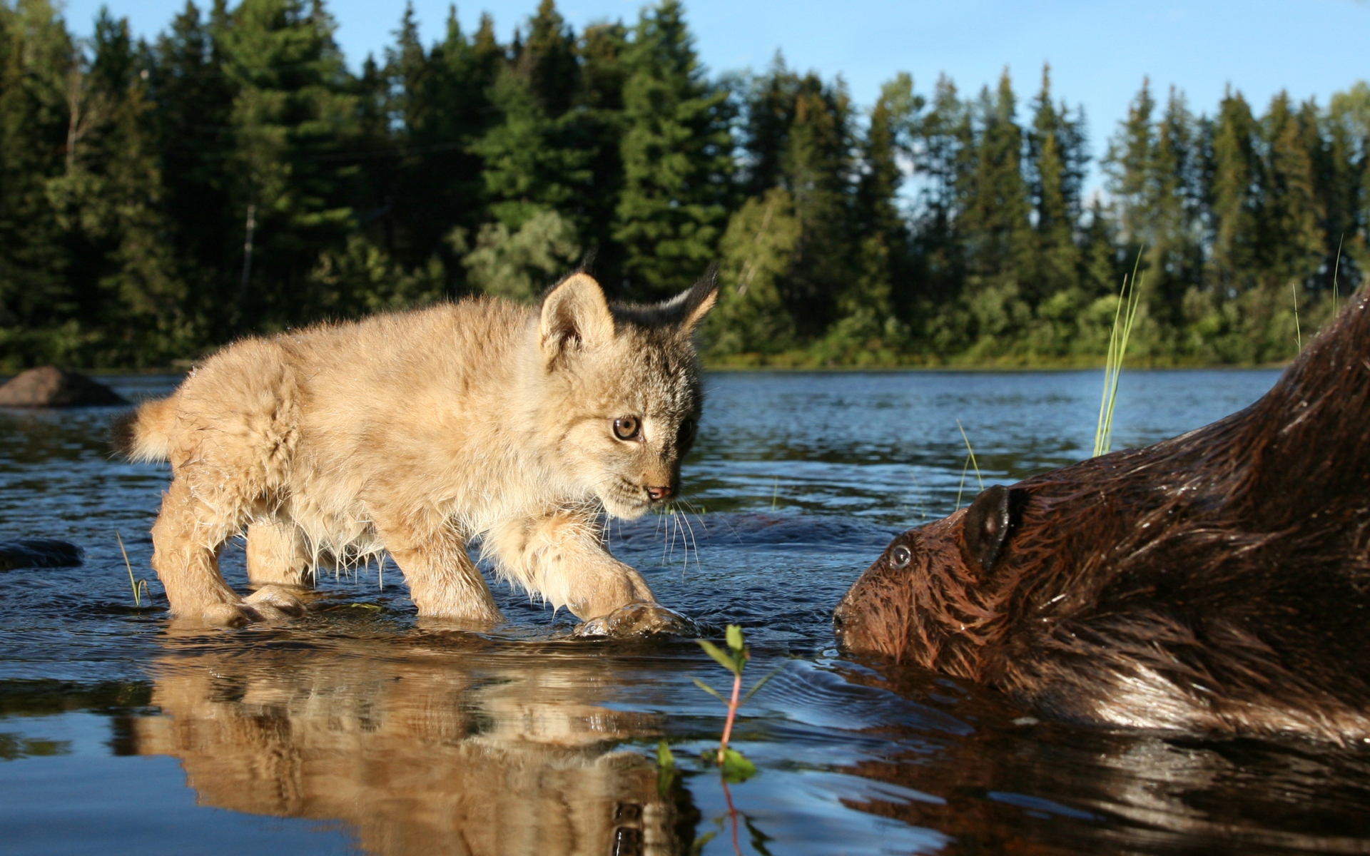 Картинки рысь, Cub, бобер, река фото и обои на рабочий стол