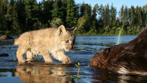 рысь, Cub, бобер, река