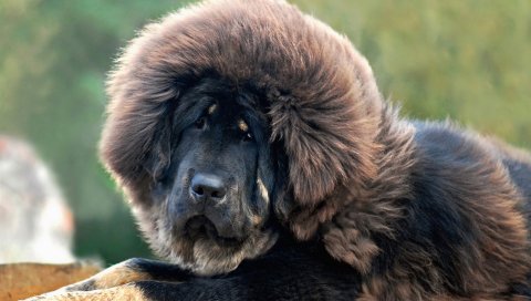 мастифа, собака, глаза, волосы