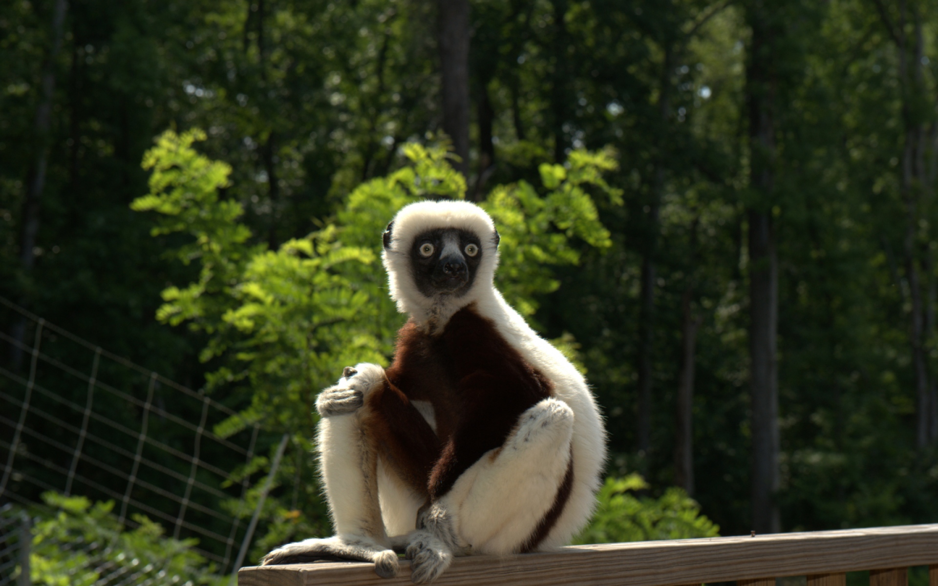 Картинки Zoboomafoo, 2014, лемур, zoboo фото и обои на рабочий стол