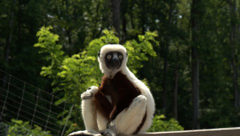 Zoboomafoo, 2014, лемур, zoboo
