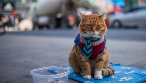 кошка, нищая, одежда, рыжий