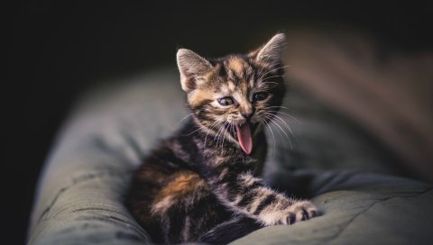 Котенок, выступающий язык, фотосессия, подушка