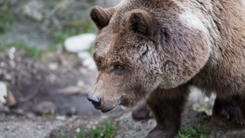 Медведь, коричневый, мех, трава