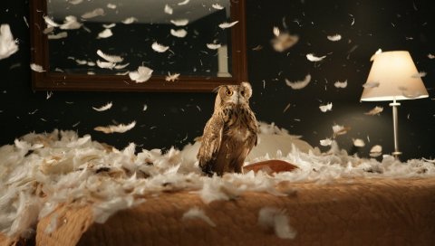 Сова, птица, хищник, постельные принадлежности, перья