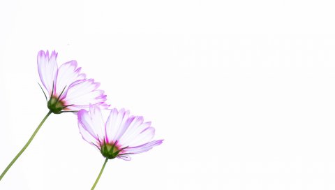 Цветы, космея, вектор, искусство, лепестки