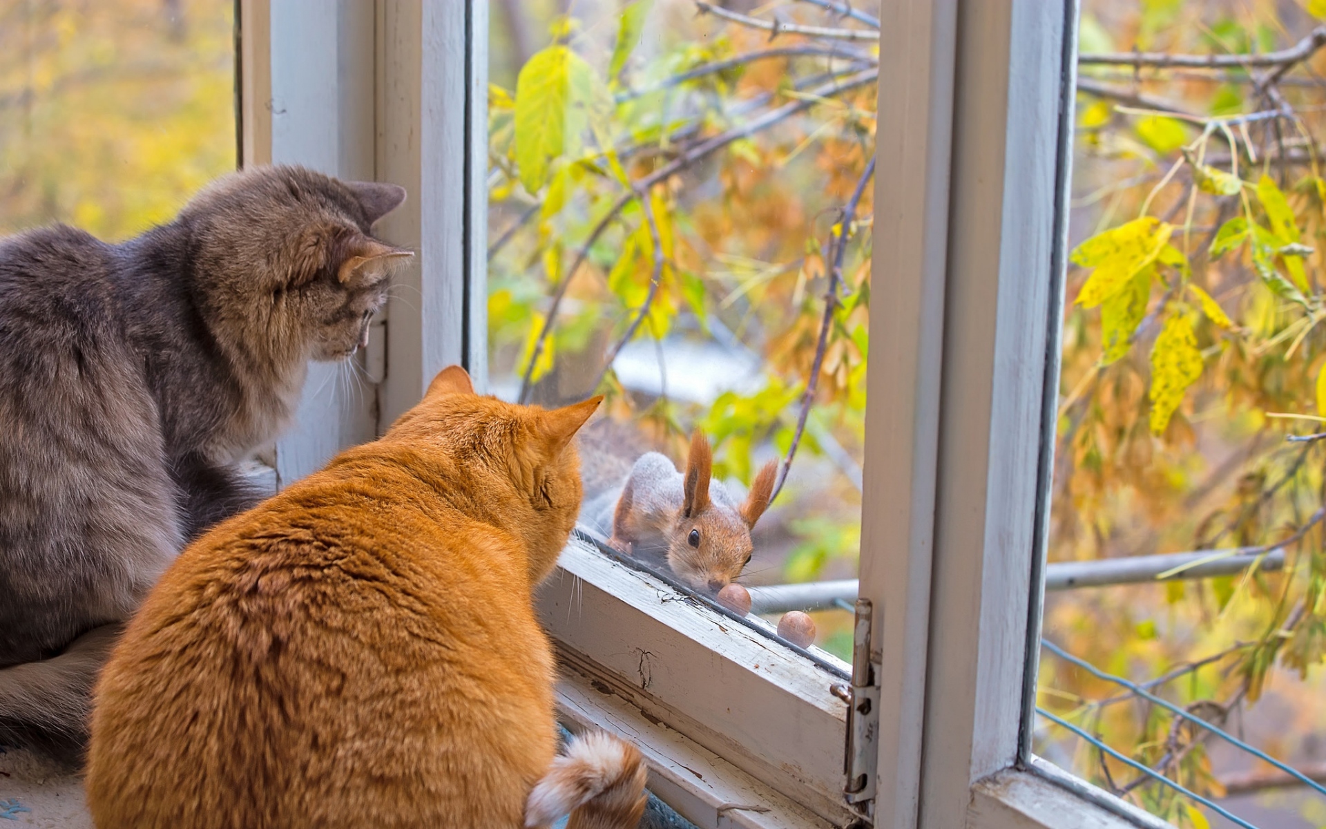 Картинки Кошки, окна, белка, ветка фото и обои на рабочий стол