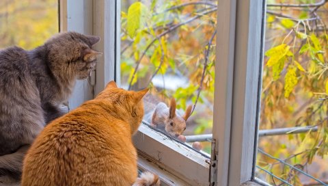 Кошки, окна, белка, ветка