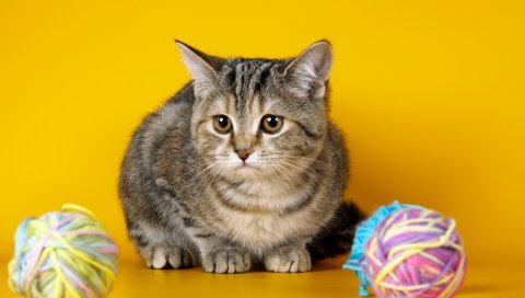 Котенок, клубок, грусть, фотосессия