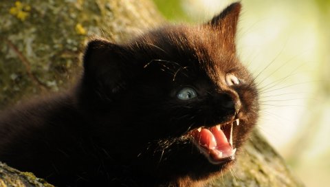 Котенок, пушистый, лицо, крик, кошка