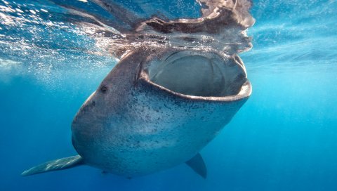Кит, море, подводный