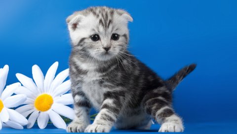 Котенок, полосатый, цветок, ромашка