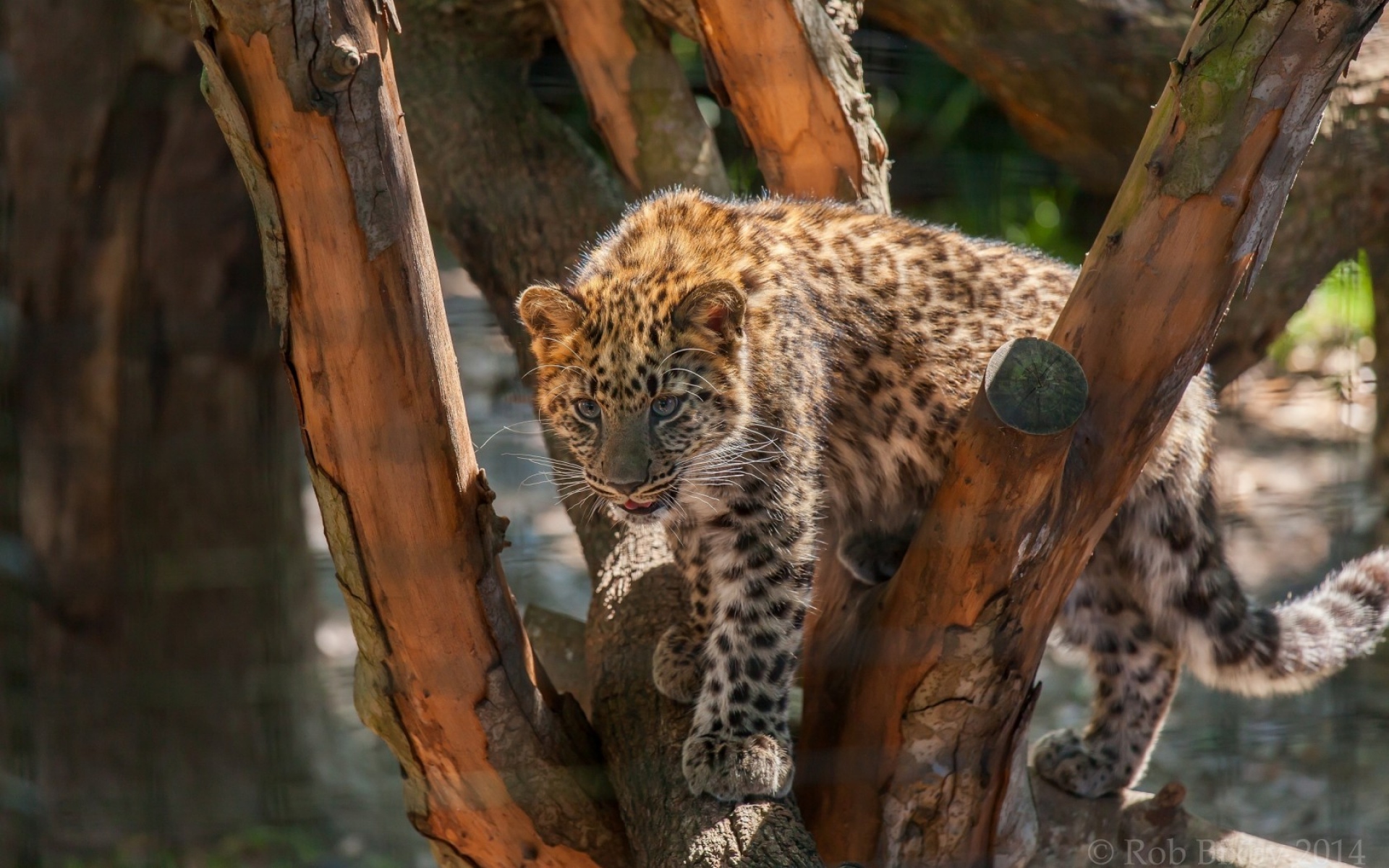 Картинки Леопард, дикая кошка, плотоядное животное, кубик, пятна, лес фото и обои на рабочий стол