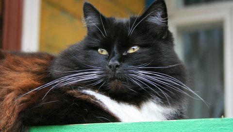 Кошка, пушистая, толстая, морда