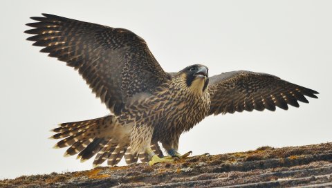 Сапсан, птица, хищник, falco peregrinus