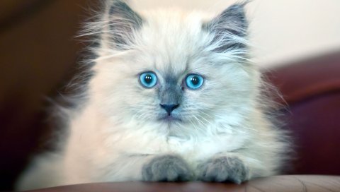 Котенок, пушистый, голубоглазый