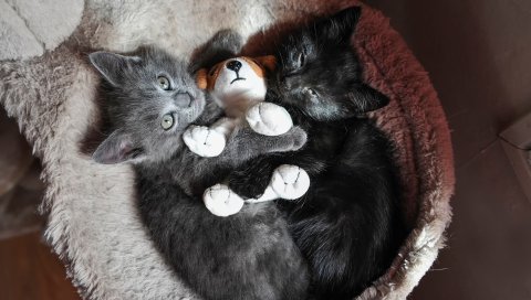 Котята, пара, игрушка, ложь