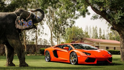 Lamborghini, aventador, lp700-4, оранжевый, вид спереди, отражение, слон, деревья, ограждение, здание