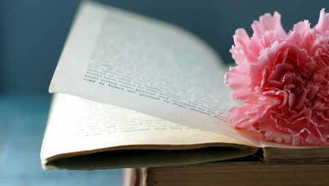 Книга, цветок, закладка, страница