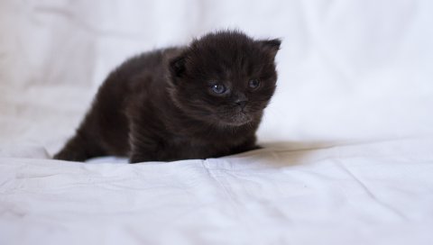 Котенок, черный, пушистый, ребенок