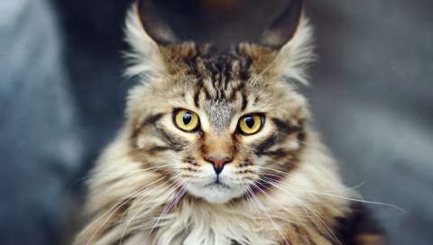 Кошка, лицо, пушистый, полосатый