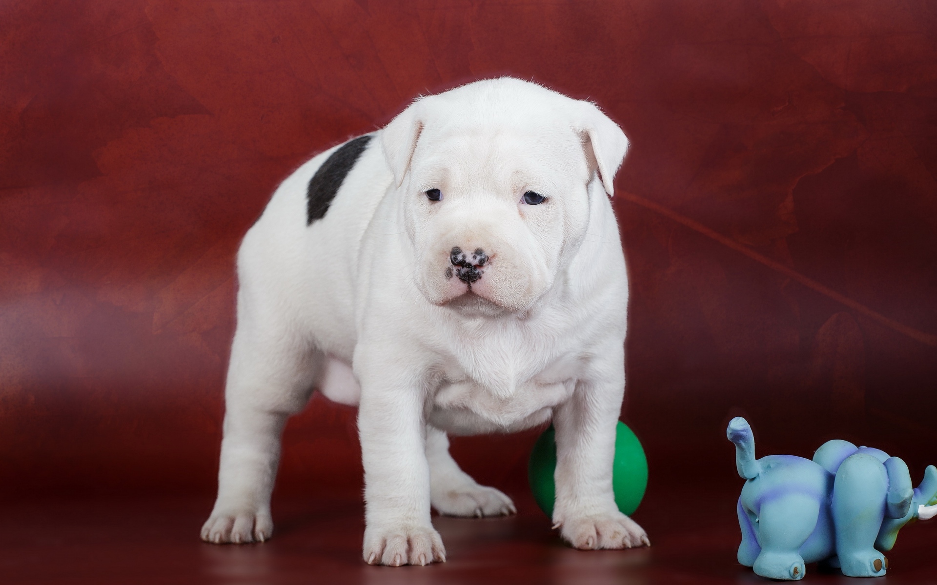 Картинки Amstaff, щенок, собака, пятнистый фото и обои на рабочий стол