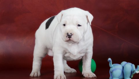 Amstaff, щенок, собака, пятнистый