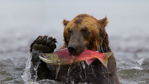 Медведь, рыба, рыбалка, вода, мокрый