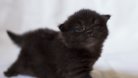 Котенок, черный, фотосессия, ребенок