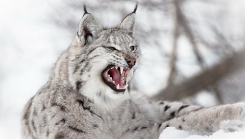 Рысь, хищник, снег, агрессия