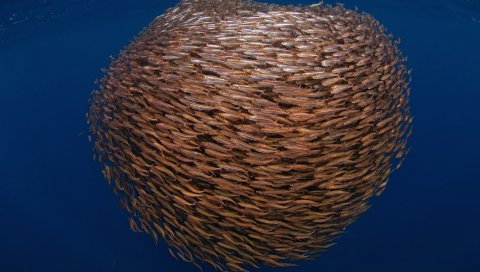 Море, рыба, подводное плавание