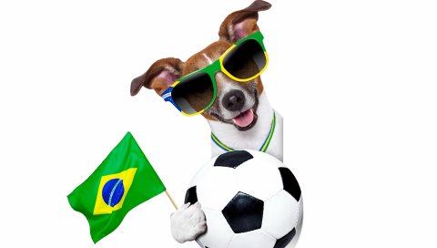 Fifa мира чашка, бразилия, 2014, собака, мяч
