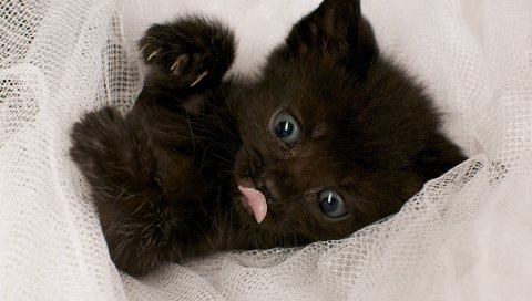 котенок, язык, черная, маленькая