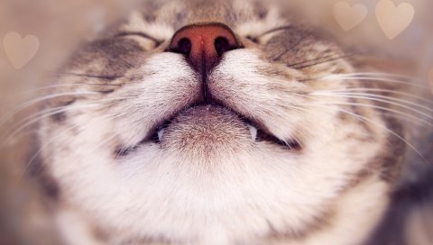 кошка, лицо, счастливый, нос, сердце