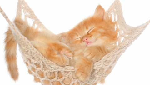 кошка, гамак, котенок, красные, пушистые