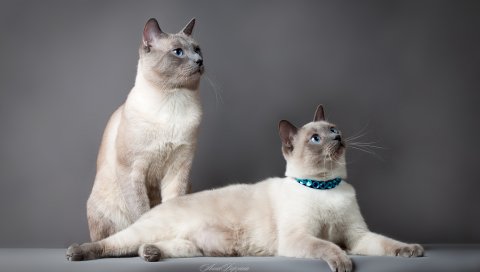 тайский кот, кошки, пара, красивая, породистая