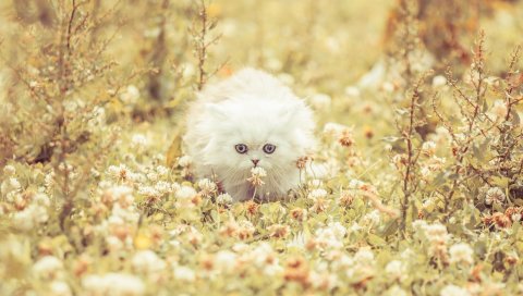 котенок, пушистый, трава, цветы, бегите