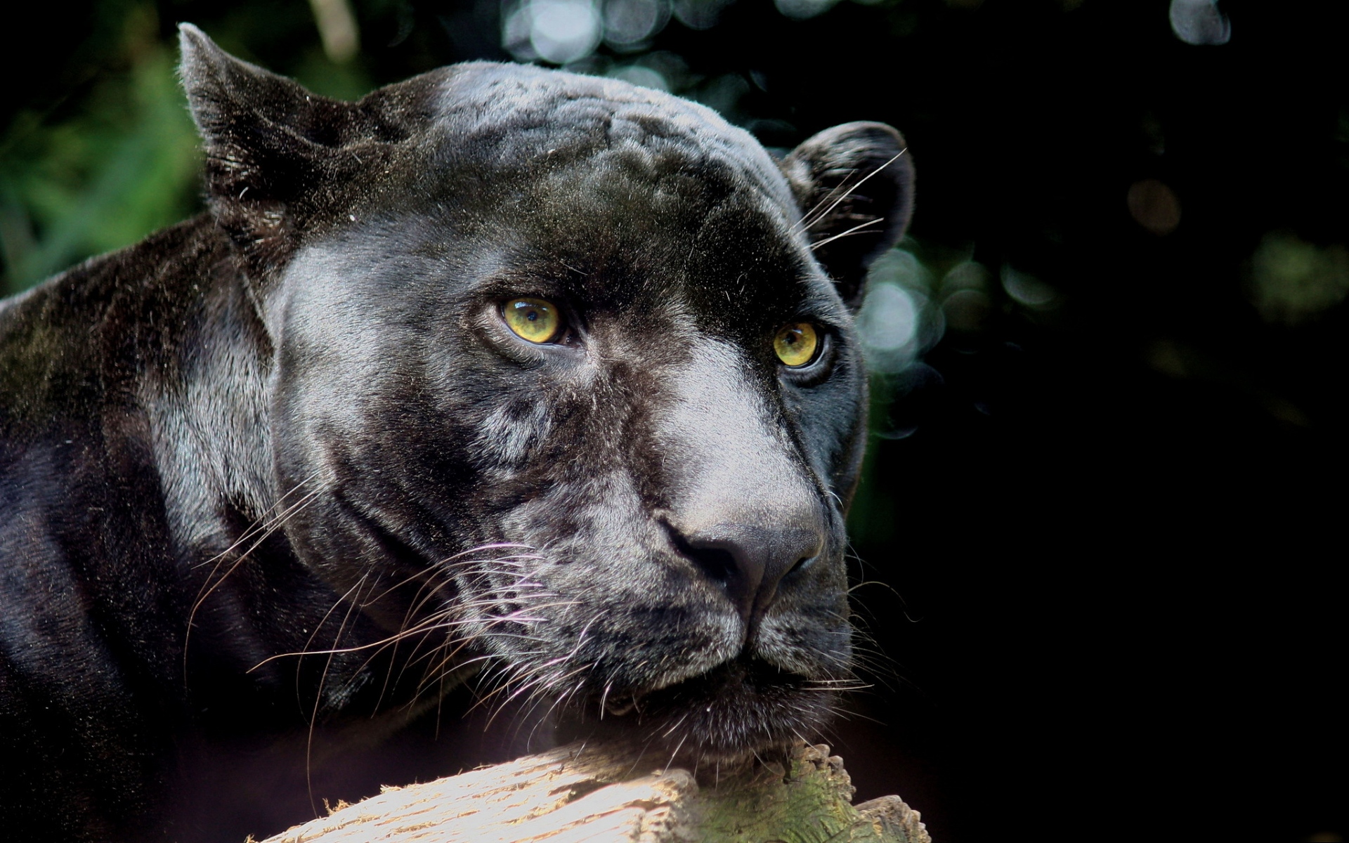 Картинки Panther, дикая кошка, хищник, черный фото и обои на рабочий стол