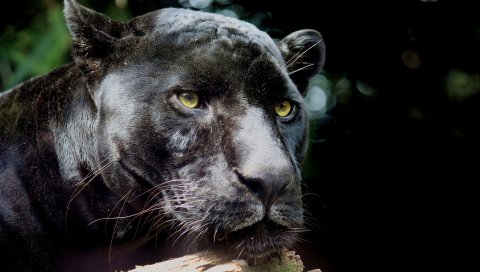 Panther, дикая кошка, хищник, черный