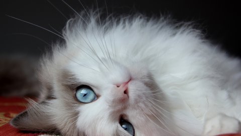 пушистый кот, кошка, лежит, глаза, красивый кот